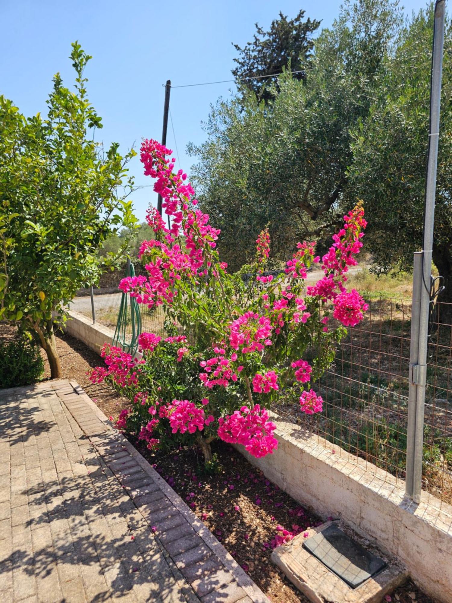 Natura Studios Antipata  Buitenkant foto